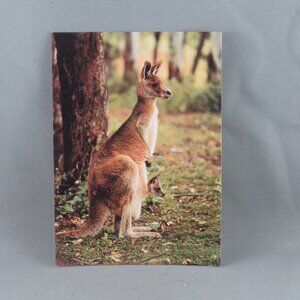 Vintage Postcard - Kangaroo and Joey - Bartel Postcards